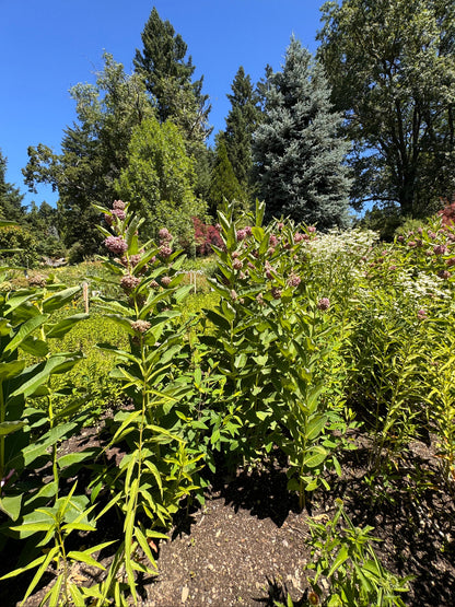 Common milkweed growing in a pollinator garden in full sun