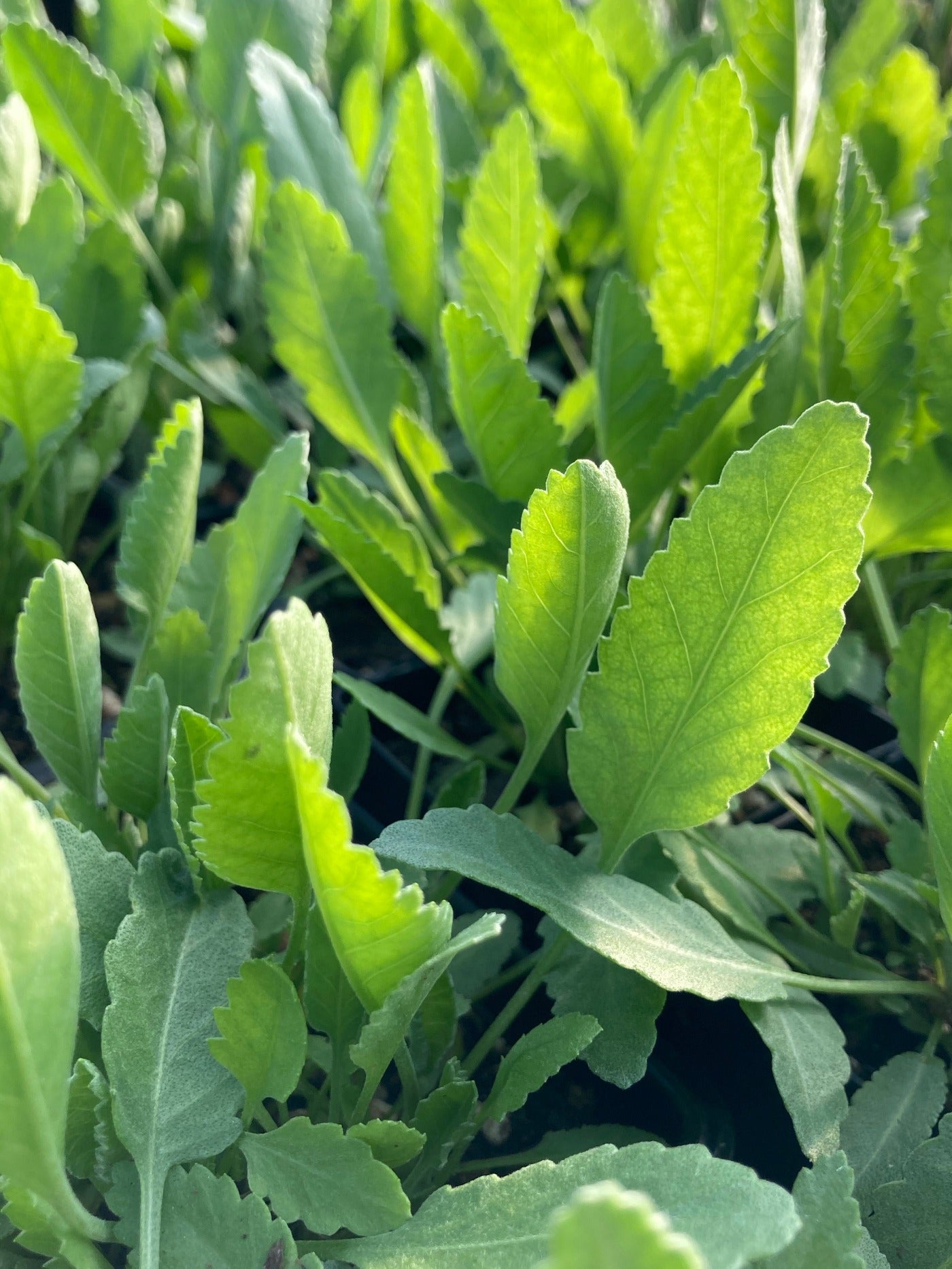 Costmary Foliage