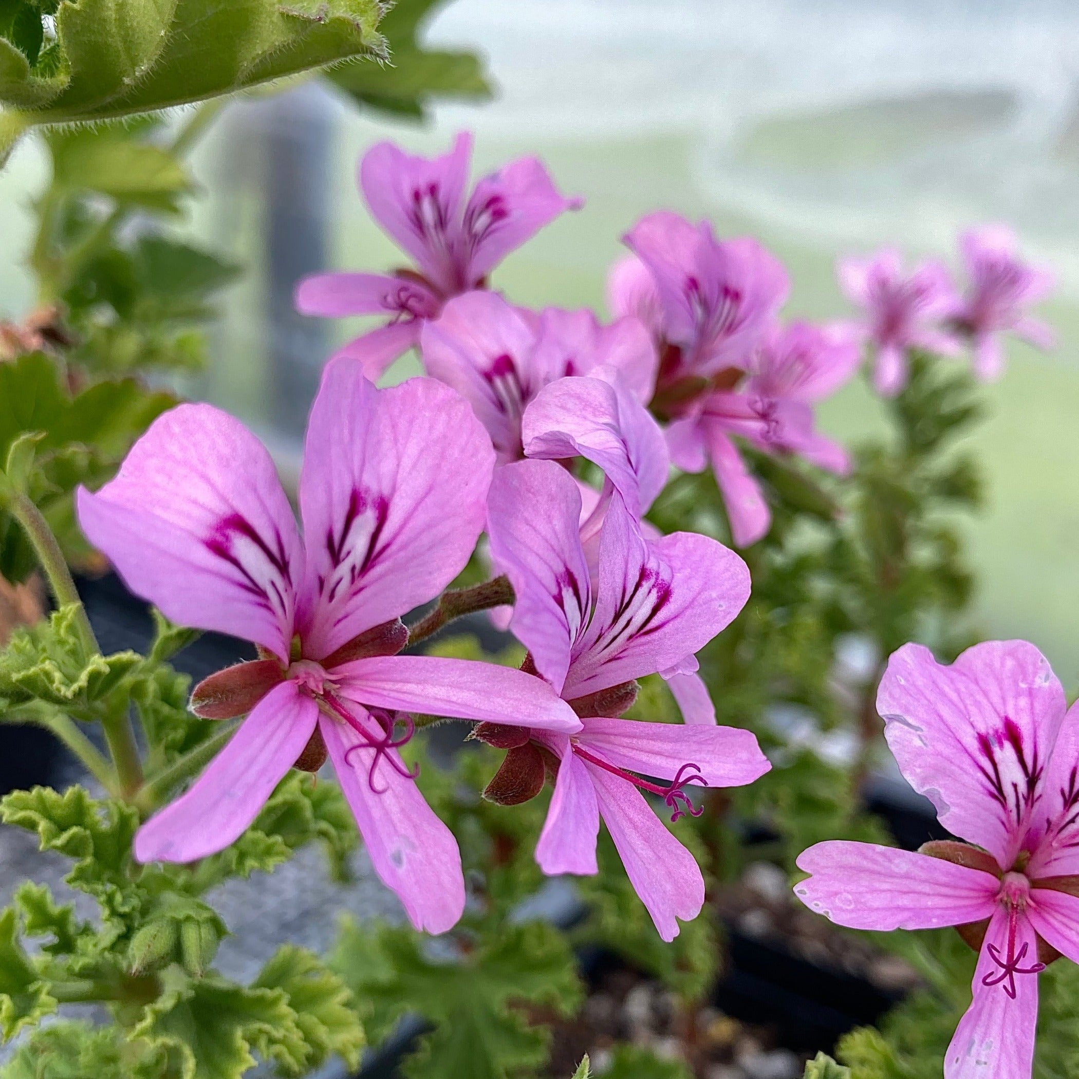 Pelargonium 'Crispum Major' (lemon scented geranium) – Charsaw Farms