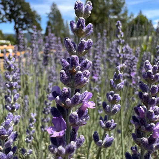 Lavandula angustifolia 'Cynthia Johnson' light purple flower blooms