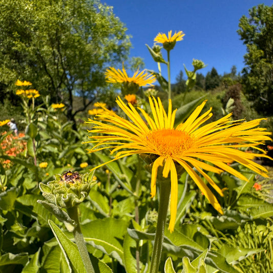 Inula helenium (elecampane)