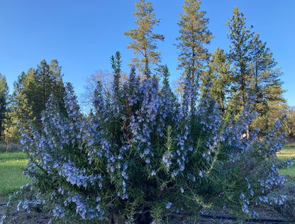 Ella Jane Rosemary shrub