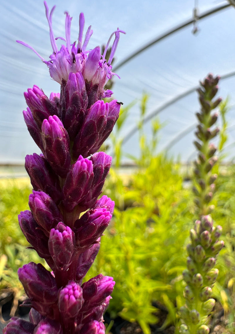Liatris spicata (gayfeather)