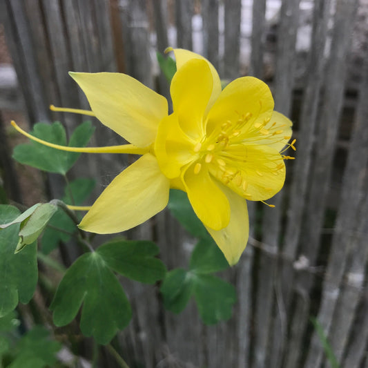 Golden Columbine flower