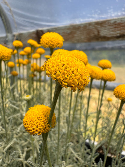 Santolina chamaecyparissus (grey santolina)