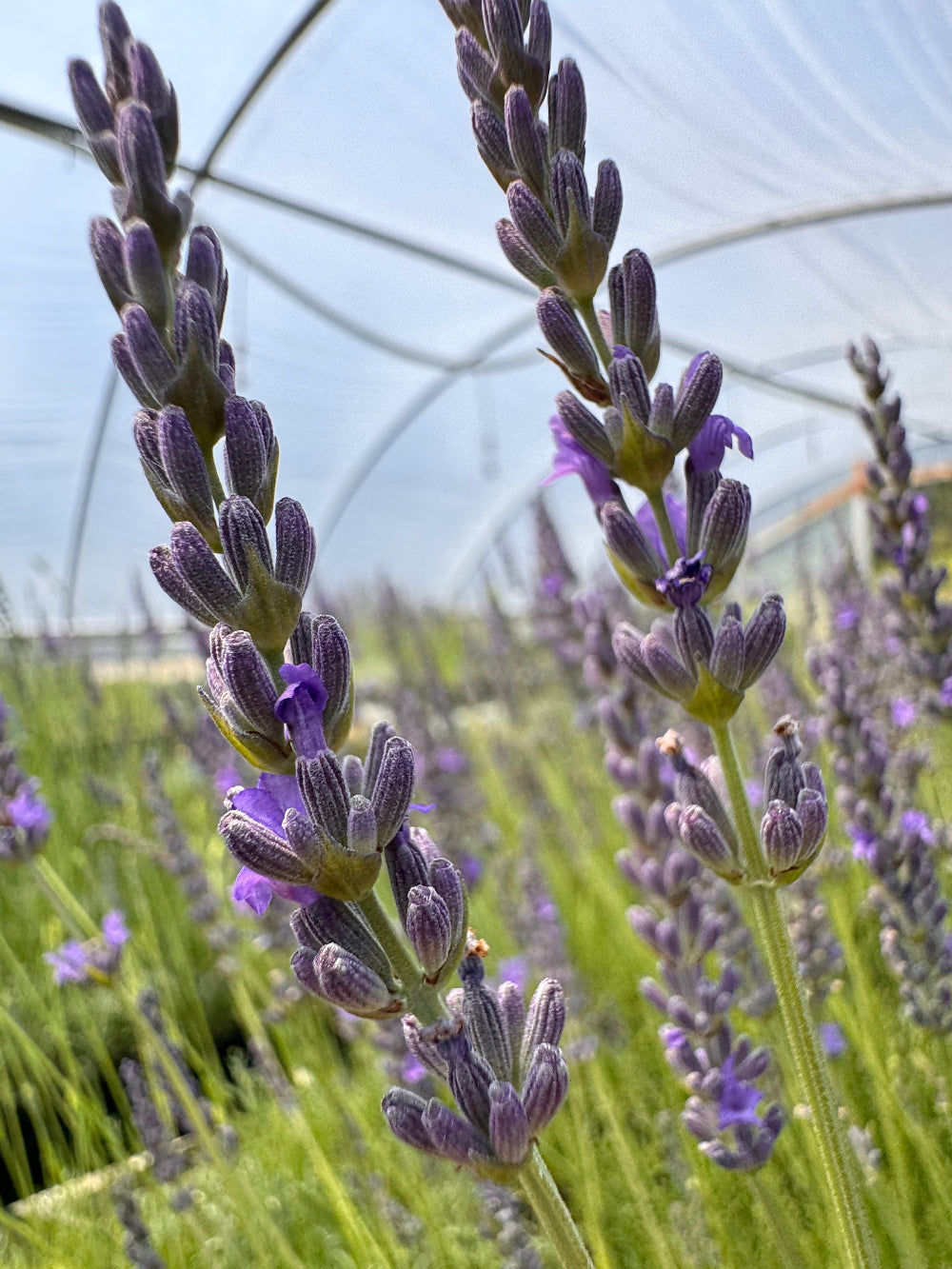 Close-up of lavender flowers with a greenhouse structure in the background