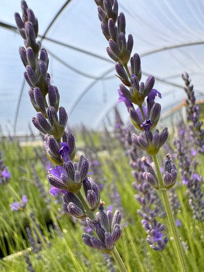 Close-up of lavender flowers with a greenhouse structure in the background
