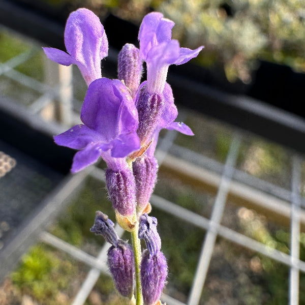 Lavandula angustifolia 'Hidcote' Lavender