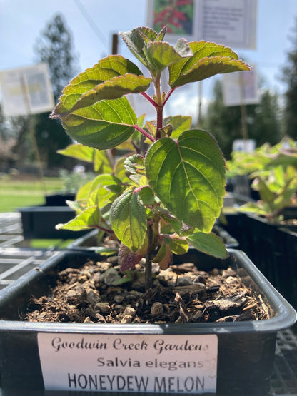 potted Honeydew Melon Sage