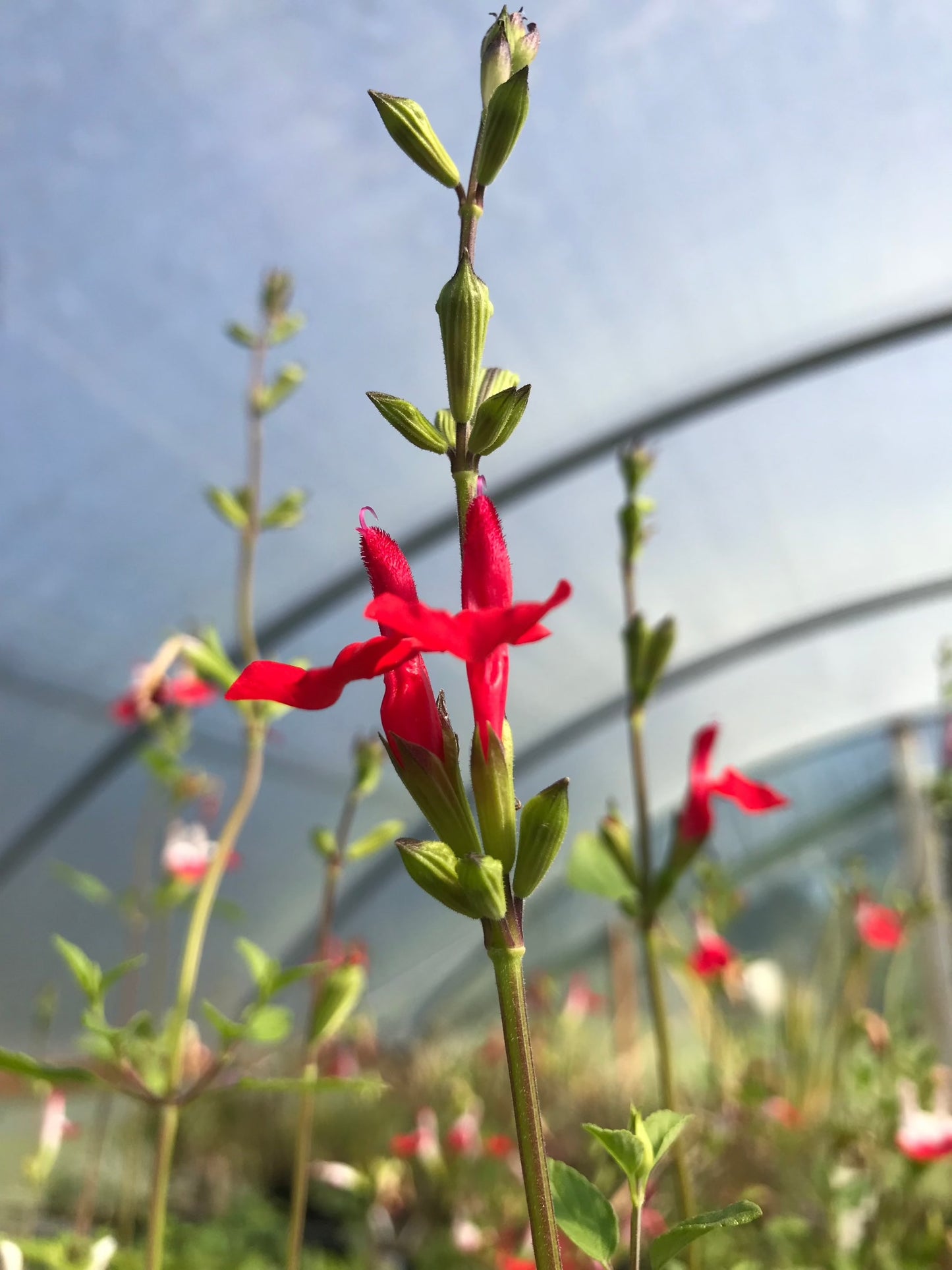 Salvia x jamensis 'Hot Lips' Sage