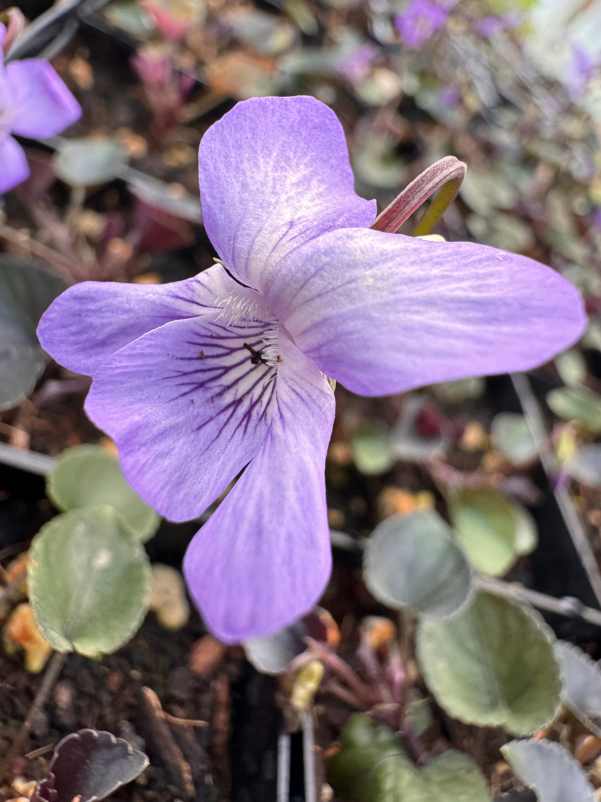Blooming Labrador violet with purple foliage, ideal for shade gardens and borders