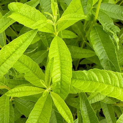 Lemon verbena plant with narrow green leaves and pale lilac flowers growing in a sunny garden