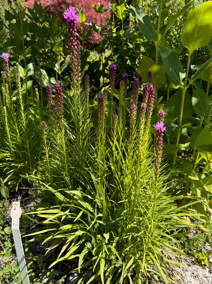 Gayfeather growing in a sunny pollinator garden 