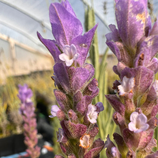 Blooming Lavandula dentata Linda Ligon lavender.