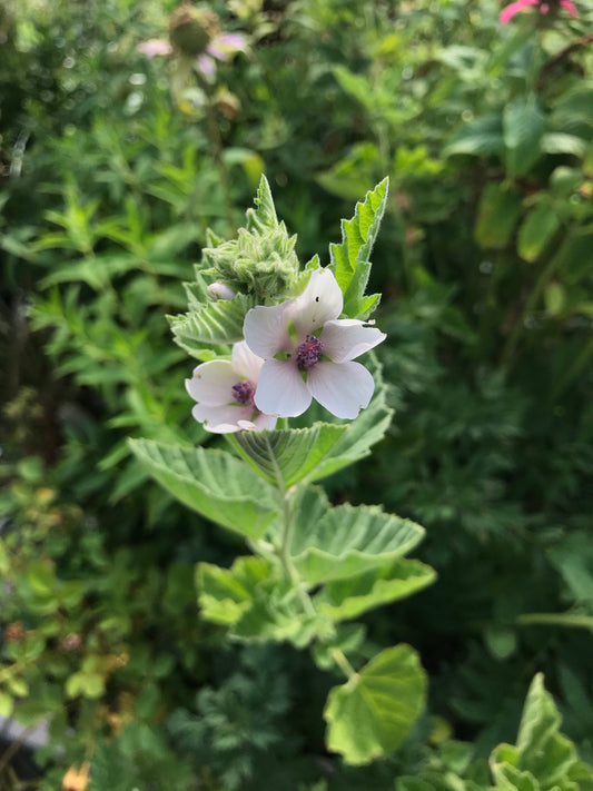 Close-up of pale pink marshmallow flowers on upright stems