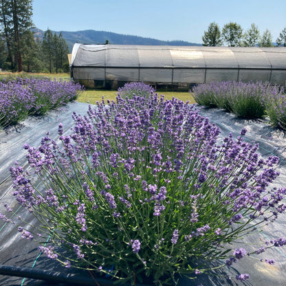 Melissa Lilac Lavender row