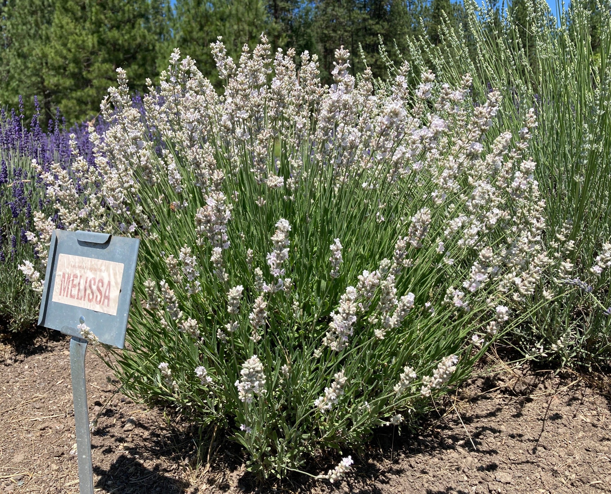 melissa lavender plants Melissa Lavender Plants – Aromatic & Medicinal