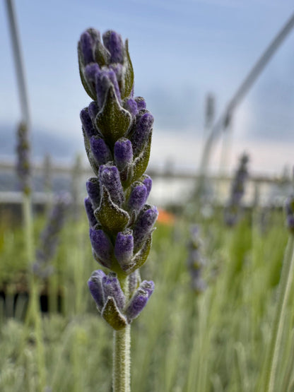 Richard Gray early lavender bloom close up in the greenhouse