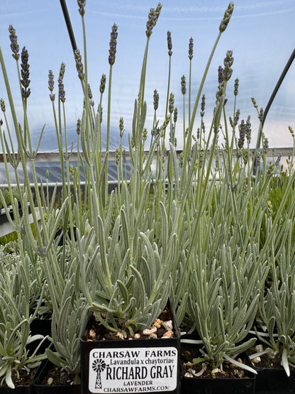standard lavender plants Richard Grey Lavender | Silvery Foliage Lavender