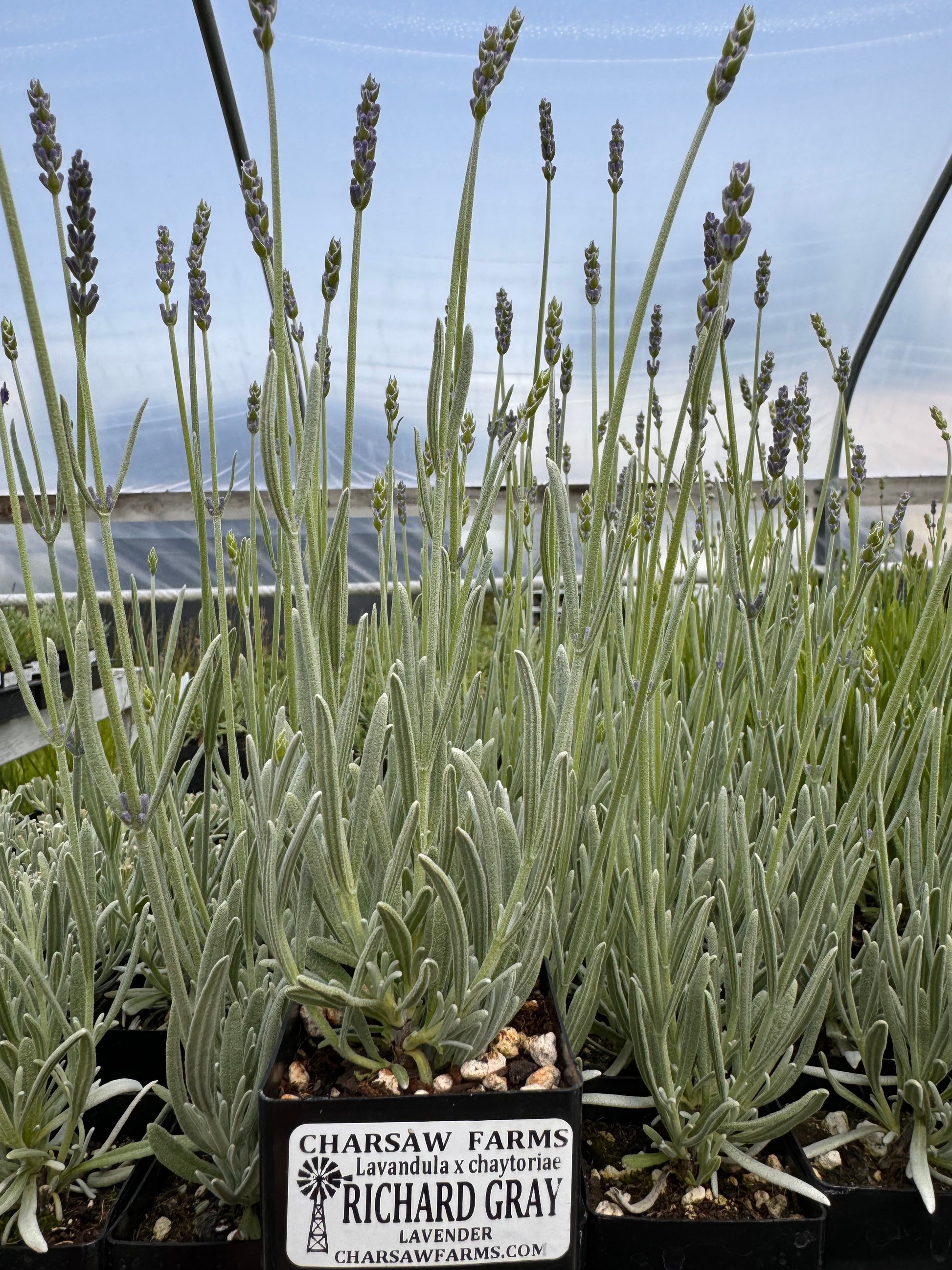 Potted Richard Gray lavender plant in standard size pot in the greenhouse at Charsaw Farms