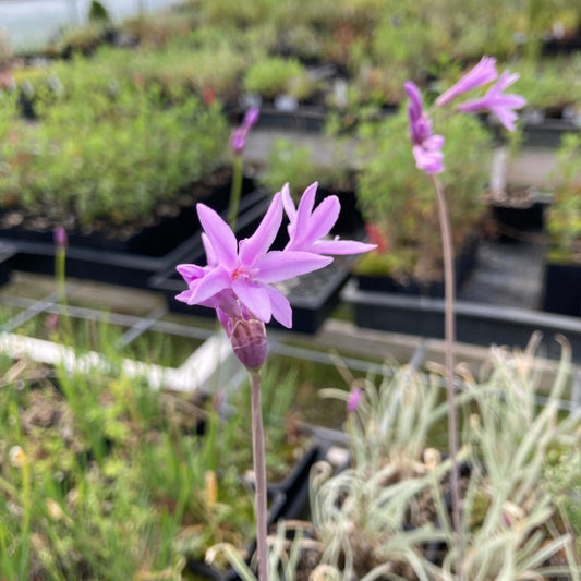 Variegated Society Garlic