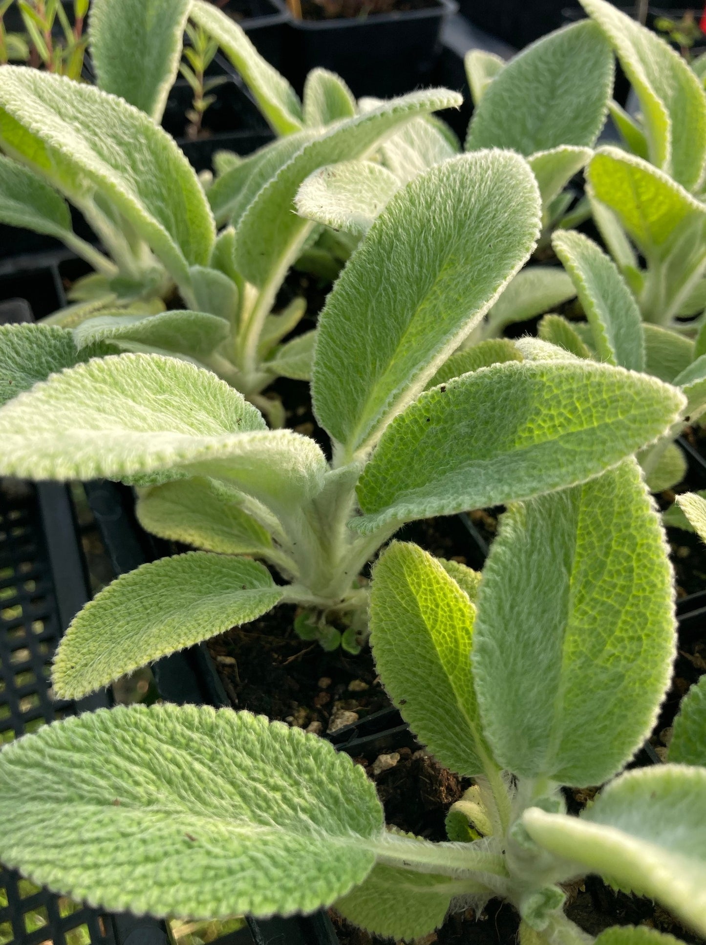 Lamb's Ears foliage