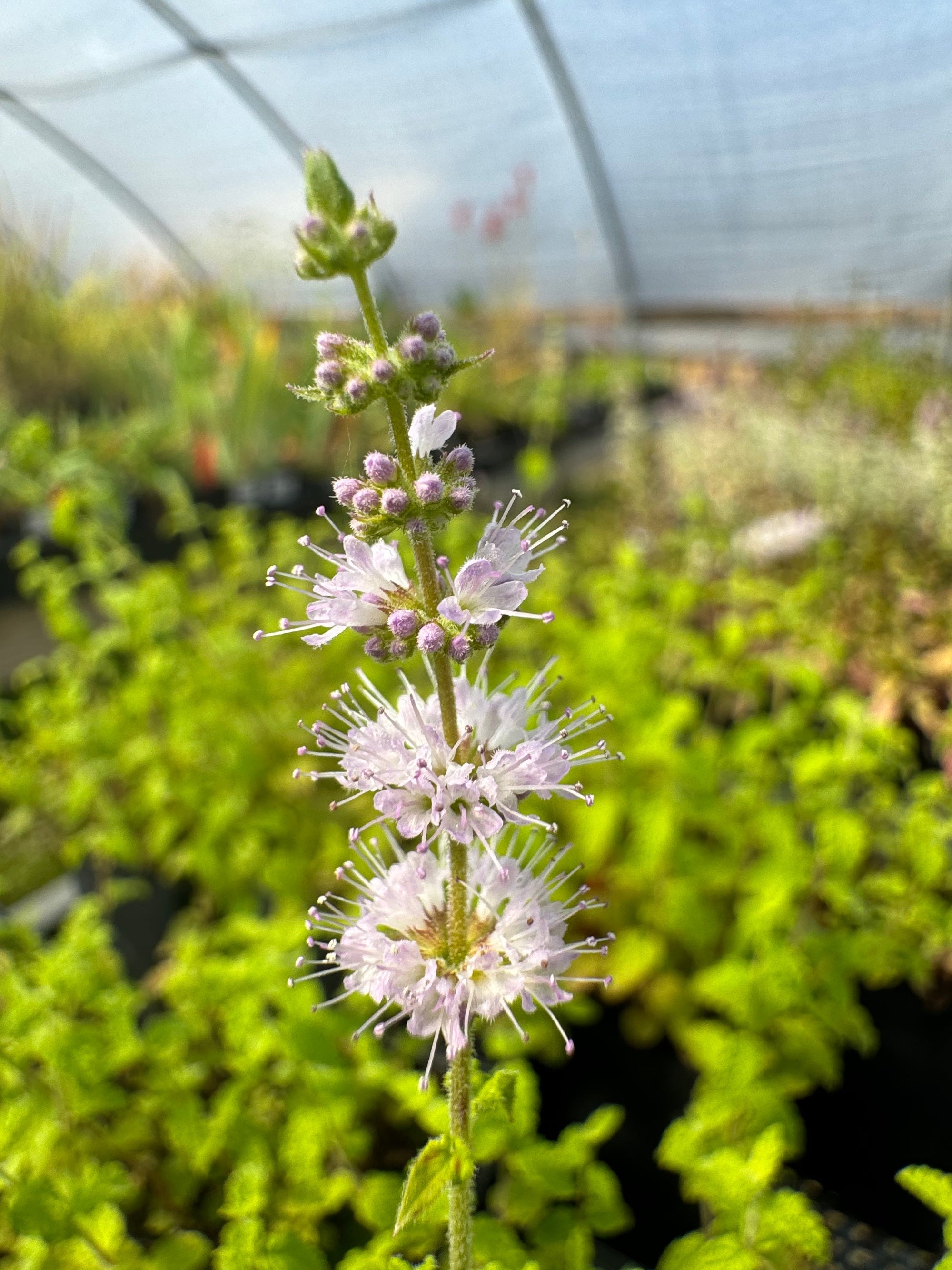strawberry mint plant seeds Strawberry Mint Plant (Mentha spicata 'Strawberry') – Sweet-Scented Mint for Tea – Charsaw Farms