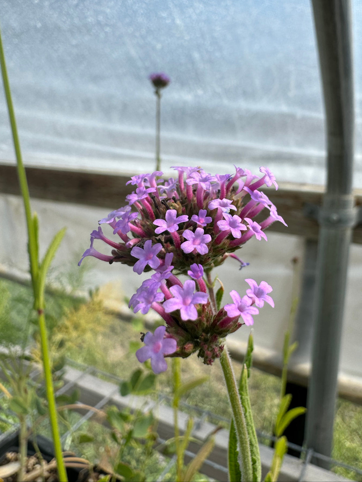 Verbena bonariensis displaying airy purple flowers on tall, slender stems