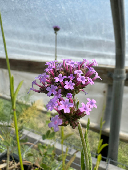 Verbena bonariensis – Tall Purple Pollinator Plant – Charsaw Farms