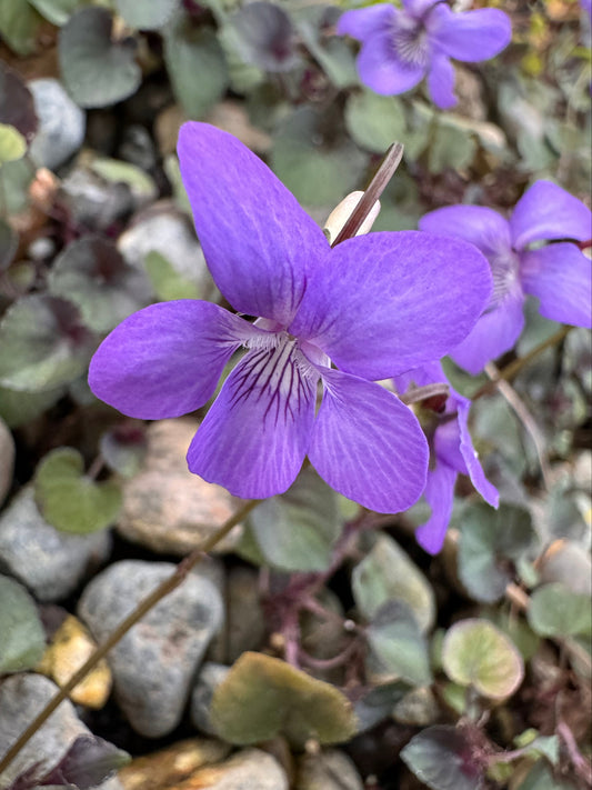 Labrador violet with deep purple foliage and small violet-blue flowers in bloom