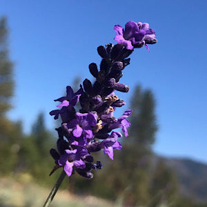 Lavandula angustifolia 'Egerton Blue' Lavender