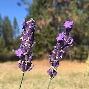 Lavandula angustifolia 'Elizabeth' Lavender