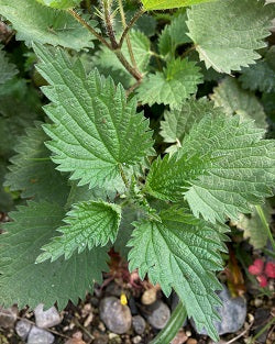 Urtica dioica (nettles)