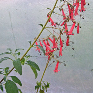Phygelius x rectus 'African Queen' (cape fuchsia)