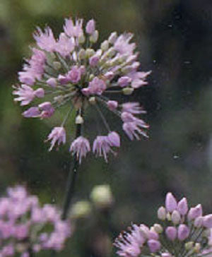 Allium senescens (German garlic)