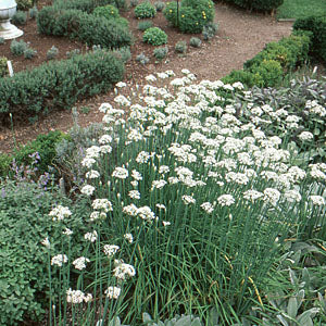 Allium tuberosum (garlic chives)