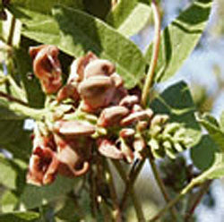 Apios americana (groundnut)