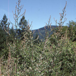 Artemisia vulgaris (mugwort)