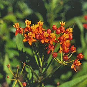 Asclepias curassavica (red buttterfly)