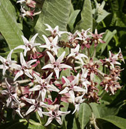 Asclepias speciosa  (showy milkweed)