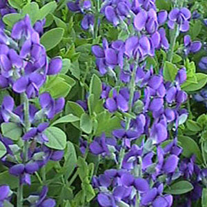 Baptisia australis (false indigo)