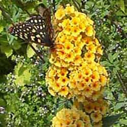 Buddleja x weyeriana 'Sungold'(butterfly bush)