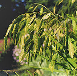 Chasmanthium latifolium (wild oats)