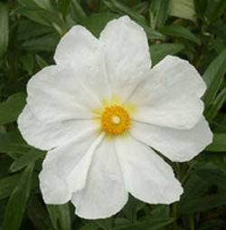 Cistus 'Elma' (Rock Rose)