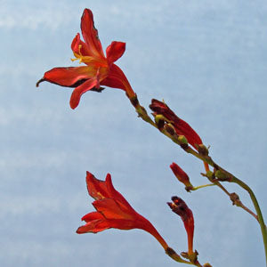 Crocosmia (red flowered crocosmia)