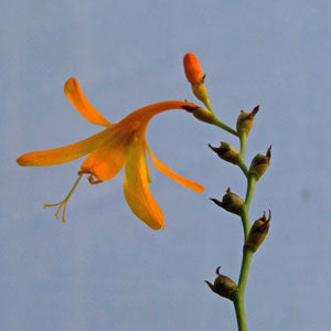 Crocosmia (yellow flowered crocosmia)