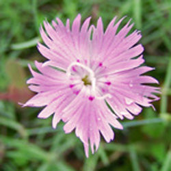 Dianthus 'Bath's Pink'
