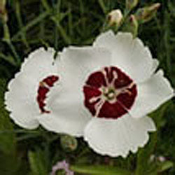 Dianthus 'Dainty Dame'