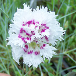 Dianthus 'Lady Granville'