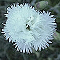 Dianthus 'Mrs Sinkins'